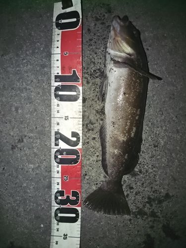 アイナメの釣果