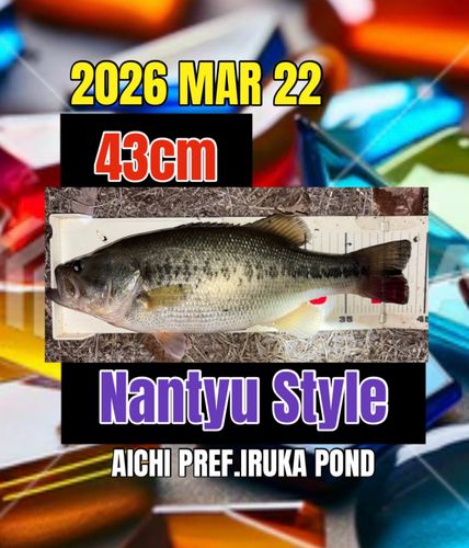 ラージマウスバスの釣果