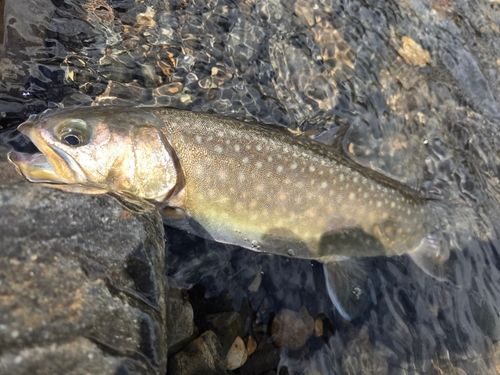 イワナの釣果
