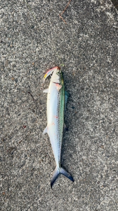 サゴシの釣果