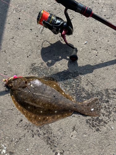 イシガレイの釣果