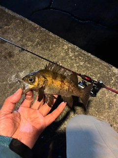 クロメバルの釣果