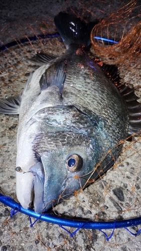 クロダイの釣果