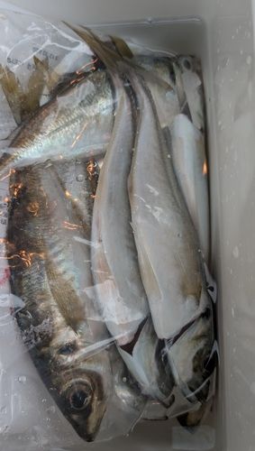 マアジの釣果