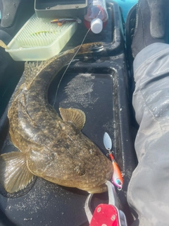 マゴチの釣果