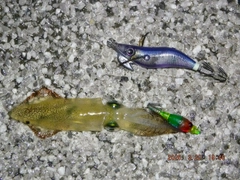 ヒイカの釣果