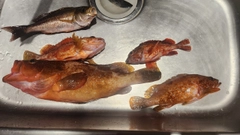 キジハタの釣果