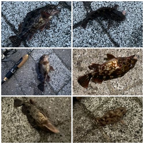 ガシラの釣果