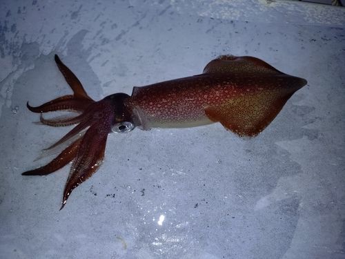 ケンサキイカの釣果