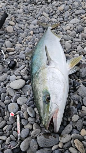 メジロの釣果