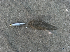 シタビラメの釣果