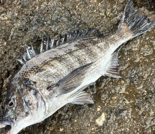 チヌの釣果