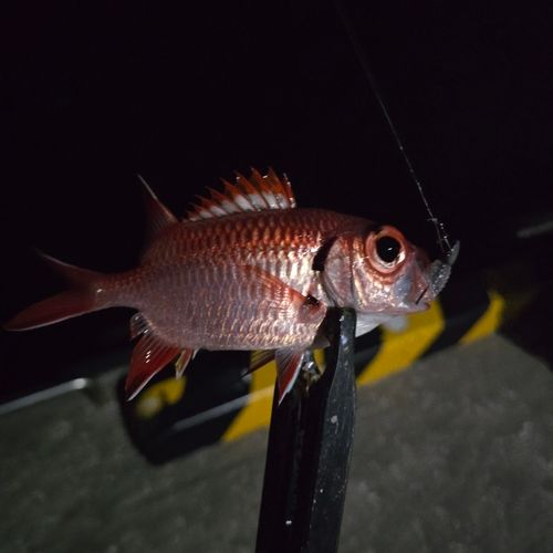 アカマツカサの釣果