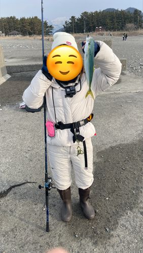 ワカシの釣果