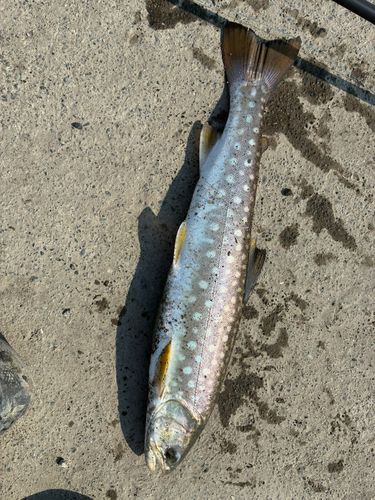 アメマスの釣果