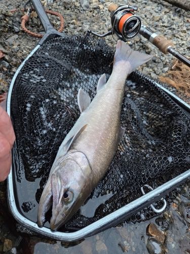 イワナの釣果