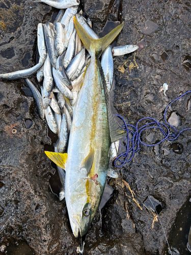 ヒラマサの釣果