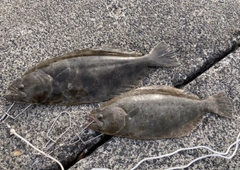 ヒラメの釣果