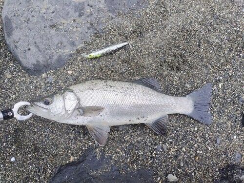 ヒラスズキの釣果