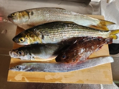 コノシロの釣果
