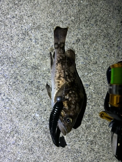 クロソイの釣果