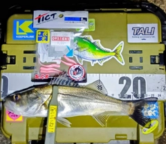 シーバスの釣果
