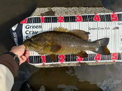 スモールマウスバスの釣果