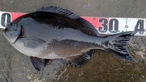 オナガグレの釣果