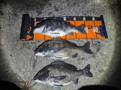 クロダイの釣果