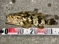 ベッコウゾイの釣果