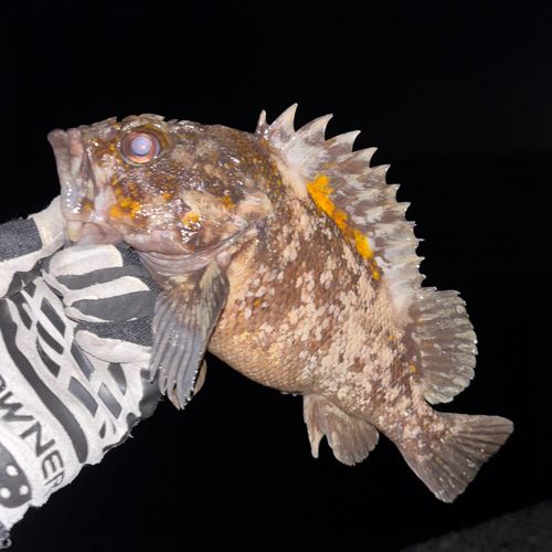 ハチガラの釣果