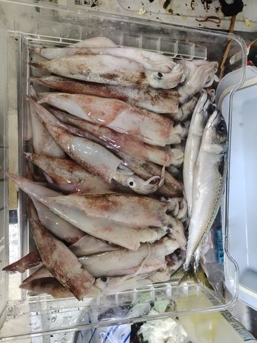 ヤリイカの釣果