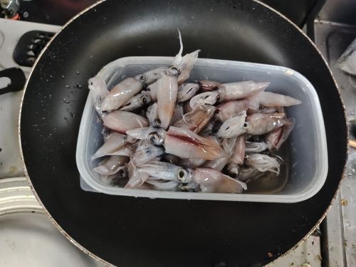 ホタルイカの釣果
