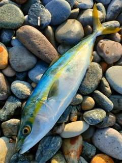 コゾクラの釣果