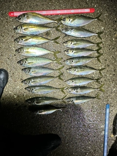 マアジの釣果