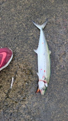 サゴシの釣果