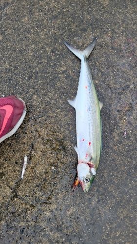 サゴシの釣果
