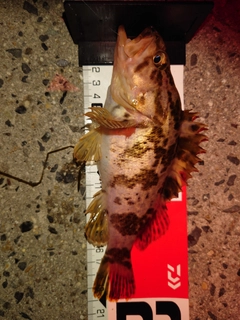 タケノコメバルの釣果