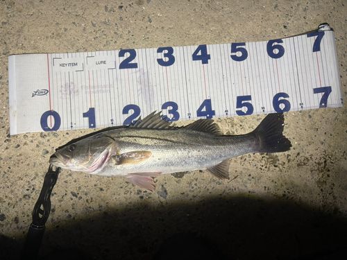 シーバスの釣果