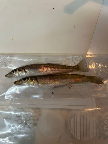 キスの釣果
