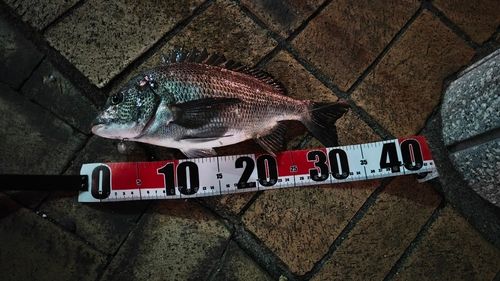 クロダイの釣果
