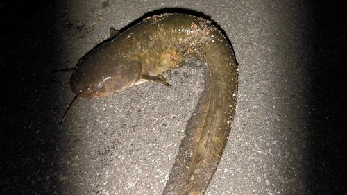 ナマズの釣果