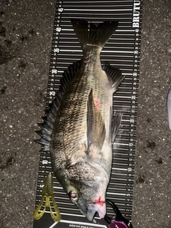 クロダイの釣果