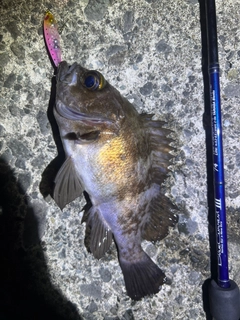 シロメバルの釣果