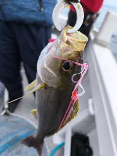 イサキの釣果