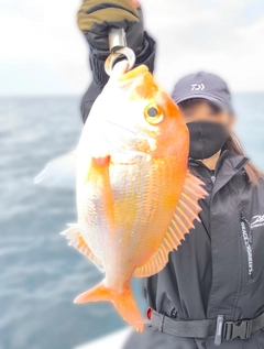 レンコダイの釣果