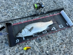 ヒラスズキの釣果