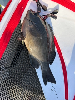グレの釣果
