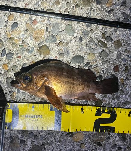メバルの釣果