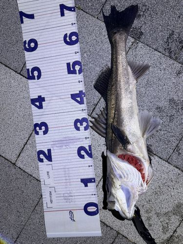 シーバスの釣果